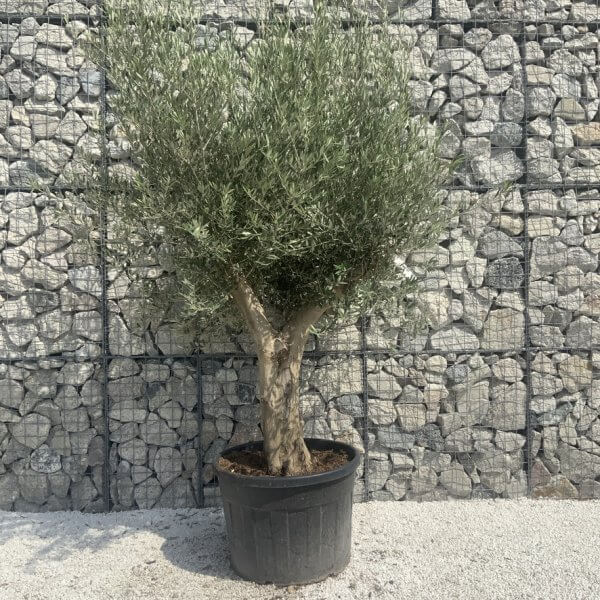 Tuscan Olive Tree XXL Fluted/Chunky Multi Stem H659 - BBEBF5B2 3A44 4B25 A60B 516715F0A036 1 105 c