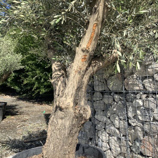 Gnarled Olive Tree Multi Stem H607 - C04EB6EA E1DA 42DB 8151 D7E73CFEB3CD 1 105 c