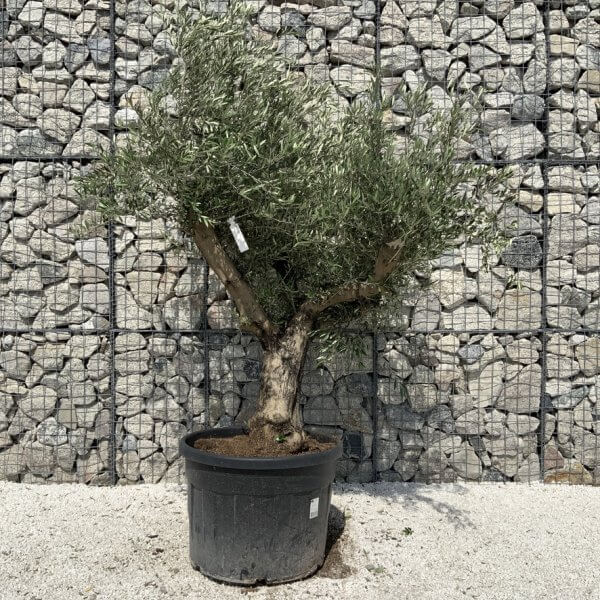 Gnarled Olive Tree Multi Stem H694 - C2DE5973 0450 4182 B576 97F52153EF6F 1 105 c