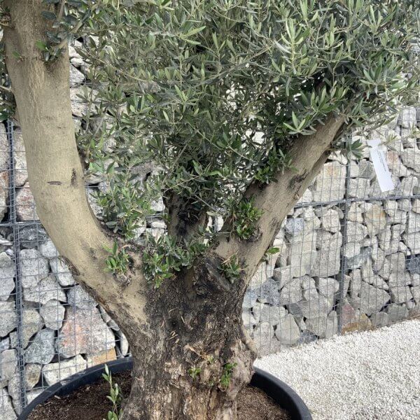 Gnarled Olive Tree XL Multi Stem Low Bowl H628 - C3BEE8C3 8ED2 4630 BF3C 12D400074BF5 1 105 c
