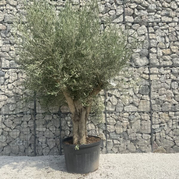 Tuscan Olive Tree XXL Fluted/Chunky Multi Stem H665 - C4E95DCD 211E 4F17 9462 2BC360A35B7F scaled