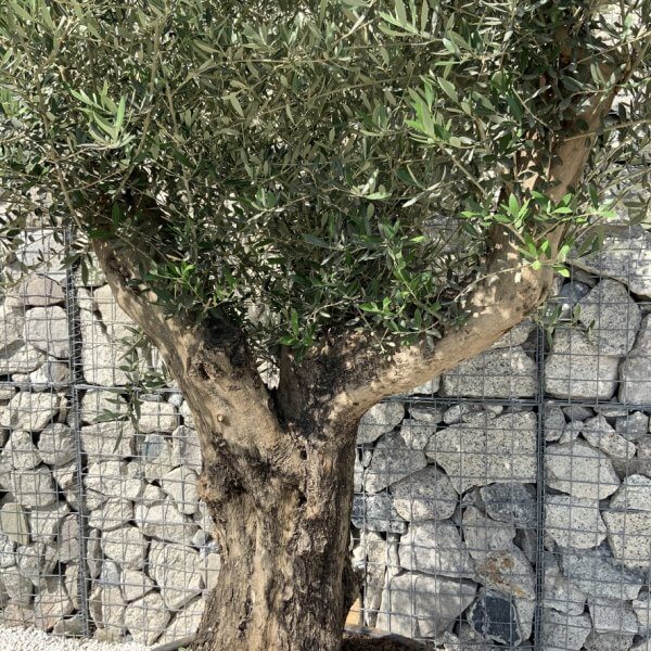 Gnarled Olive Tree XL Multi Stem Low Bowl H707 - C56059AB D71A 44D5 8687 BFD25B34A138 1 105 c