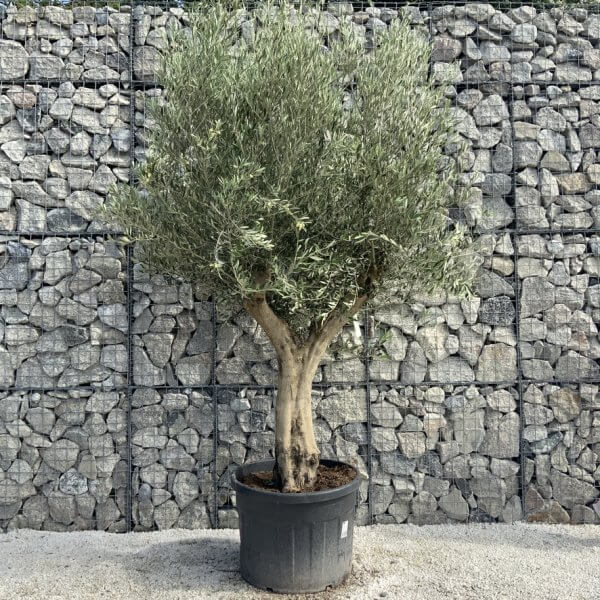 Tuscan Olive Tree XXL Fluted/Chunky Multi Stem H540 - C87E7240 A956 45CE 8F3C C66CB472AECF 1 105 c