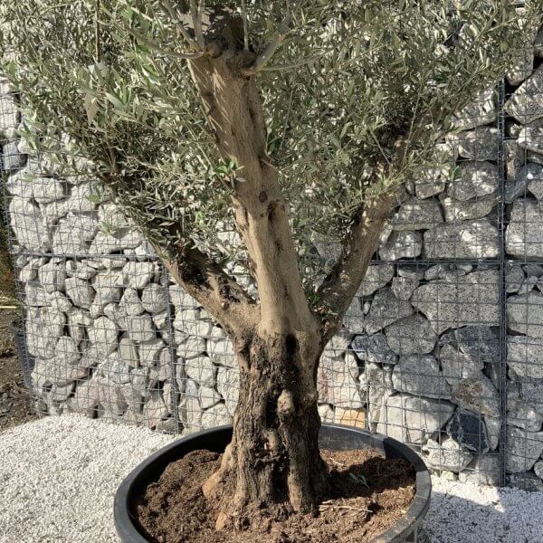 Gnarled Olive Tree XL Multi Stem Low Bowl H715 - C886A230 C6BB 4309 B9A8 CF7A19B97372 1 105 c