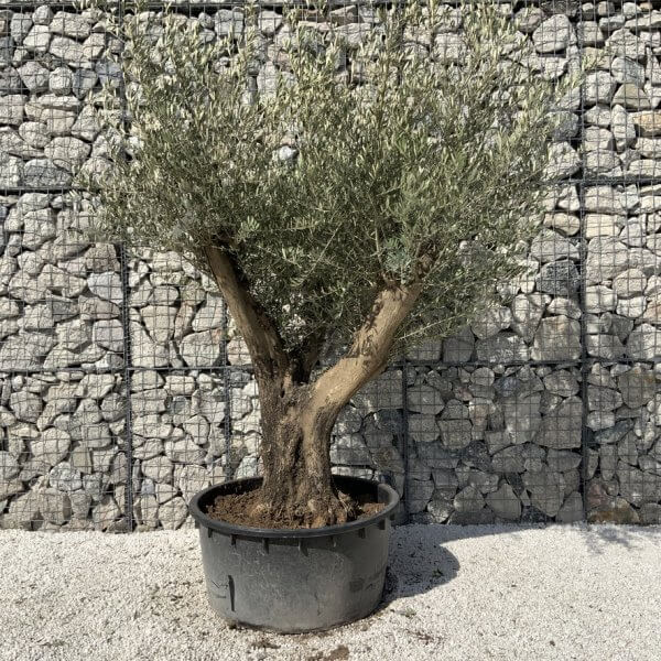 Gnarled Olive Tree XL Multi Stem Low Bowl H708 - C8AA70A6 192A 4B20 AEAA 6C8E7ADDE699 1 105 c