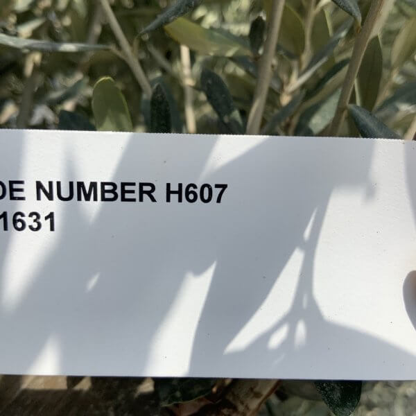 Gnarled Olive Tree Multi Stem H607 - C9E1114E 7C09 41BF 9E66 C636E44FFDB4 1 105 c