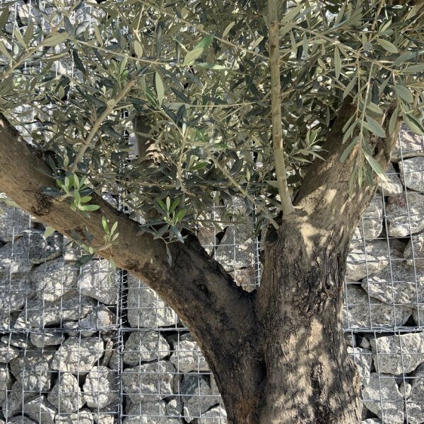 Gnarled Olive Tree Multi Stem H591 - CA3FC97C 919E 416D A59C F04FDD9E1E9F 1 105 c