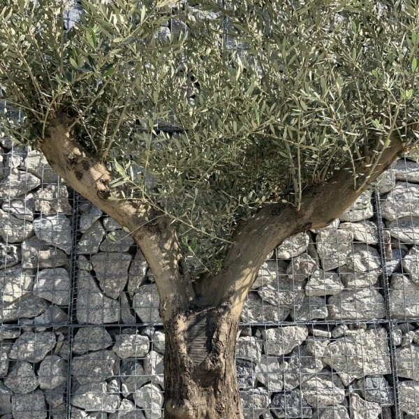 Gnarled Olive Tree Multi Stem H595 - CA425071 D3F3 4F3A 9742 3338B9E9BB2A 1 105 c