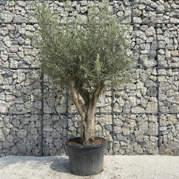 Tuscan Olive Tree XXL Fluted/Chunky Multi Stem H648 - CAB073D5 8A76 4BFA B493 4D685C0F7567 1 105 c