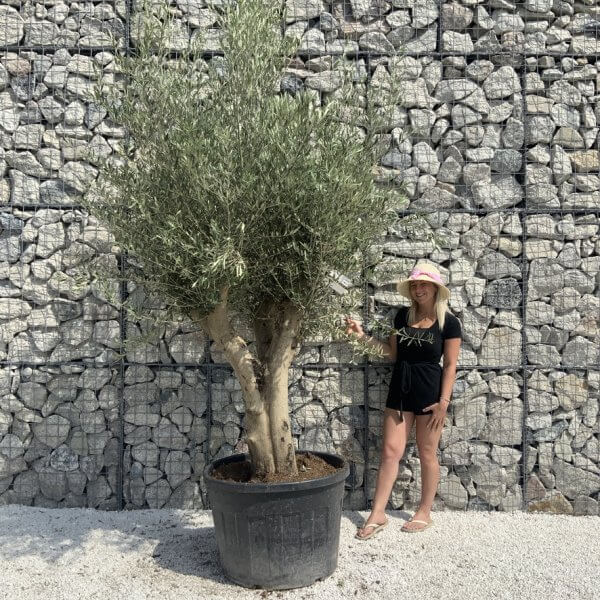 Tuscan Olive Tree XXL Fluted/Chunky Multi Stem H655 - CB084680 0A20 466F 9AA3 26DECBE39A2D 1 105 c