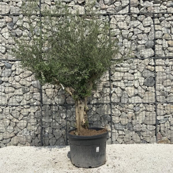 Gnarled Olive Tree Multi Stem H674 - CB4F402C 1F53 4E91 B764 17B6627012B4 1 105 c