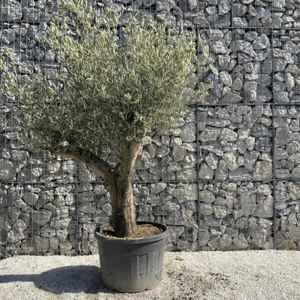 Gnarled Olive Tree Multi Stem H586 - CC044BEF E2B8 472F A97A 874F23177785 1 105 c