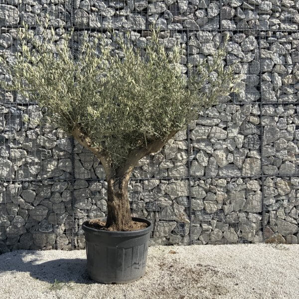 Gnarled Olive Tree Multi Stem H595 - CD90F607 2709 4B42 8AF9 6854FBDB0E3D 1 105 c