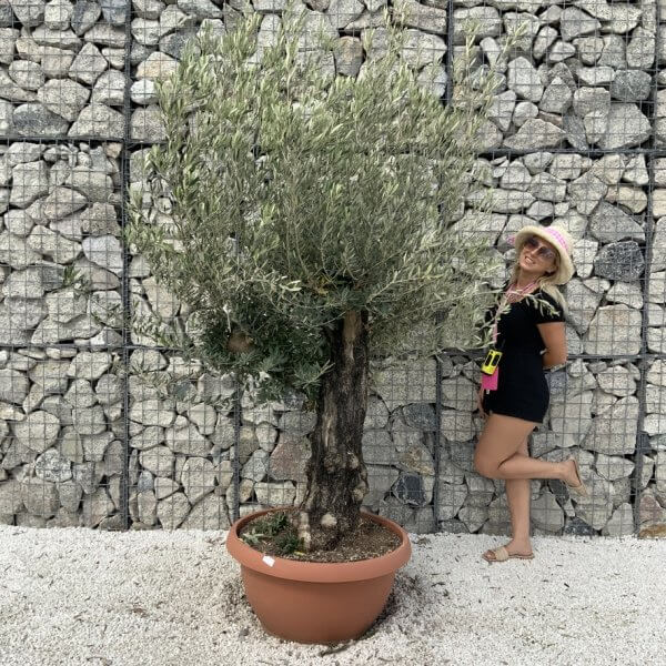 Olive Tree Gnarled XXL Natural Crown (In Patio Pot) H906 - D052B717 9773 4240 A8C7 79B12D626760 1 105 c