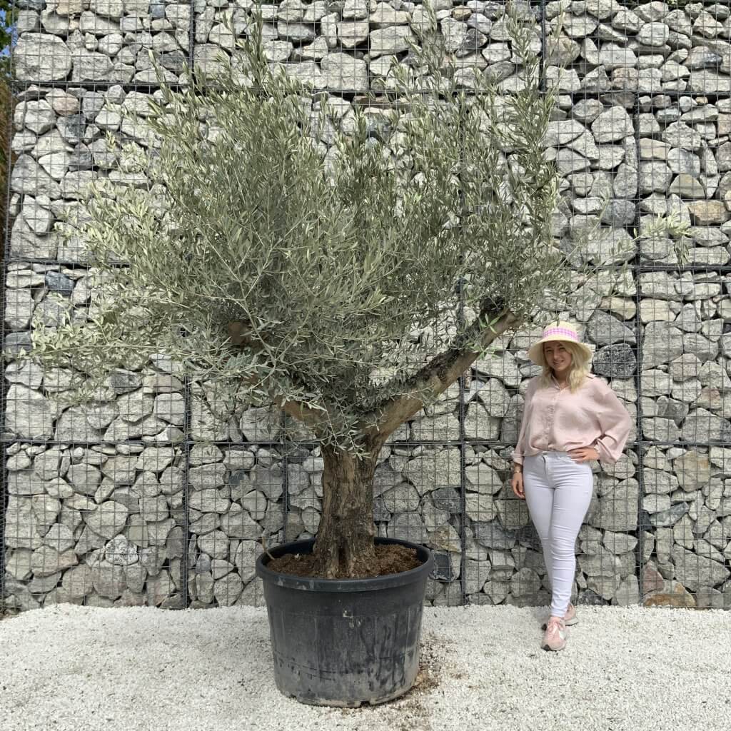 Gnarled Olive Tree Multi Stem H549 - Sutton Manor Nursery