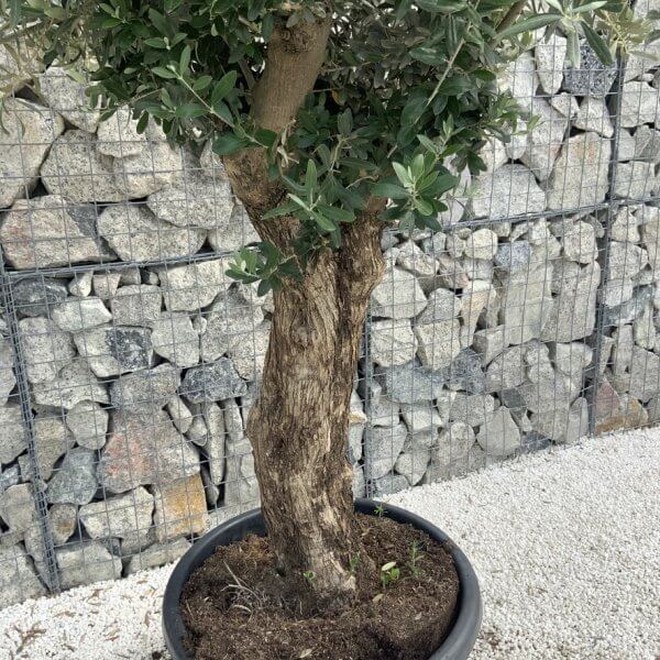 Semi Gnarled Olive Tree H853 - D1D4CC10 9153 428B A27B 89C0A81AF010 1 105 c