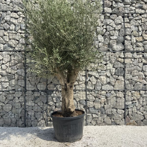 Tuscan Olive Tree XXL Fluted/Chunky Multi Stem H646 - D1D5A37F B66D 4ADA 8F08 D14FF8EF3A62 1 105 c