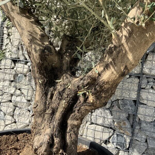 Gnarled Olive Tree XL Multi Stem Low Bow H725 - D2480373 2D44 40C3 AFC2 370224A99C77 1 105 c