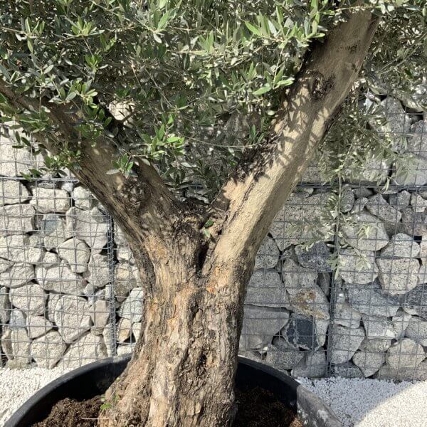 Gnarled Olive Tree XL Multi Stem Low Bowl H702 - D398C55A D596 4D2A BE91 653976AC2559 1 105 c
