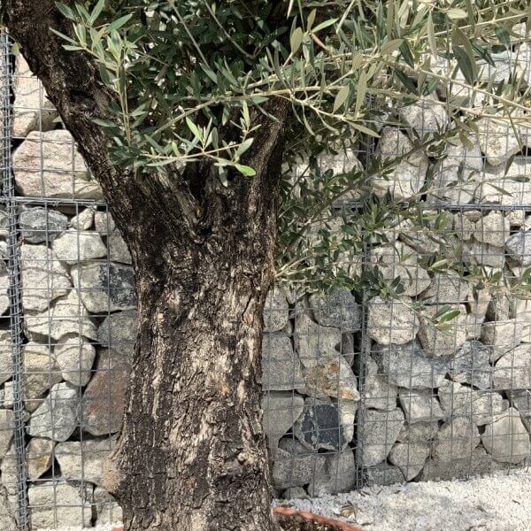 Olive Tree Gnarled XXL Natural Crown (In Patio Pot) H901 - D424C9CC 8D4E 406F 9902 2434F8C06AC9 1 105 c