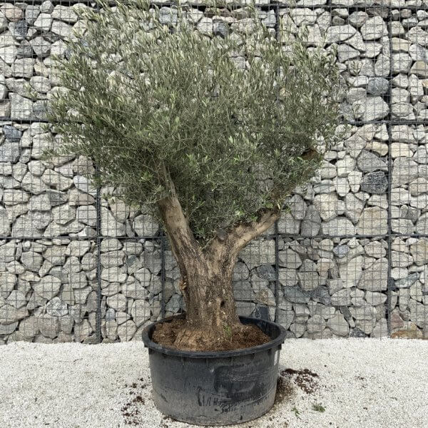 Gnarled Olive Tree XL Multi Stem Low Bowl H578 - D6720902 C21D 4DB4 BAB3 7D36662067E1 1 105 c