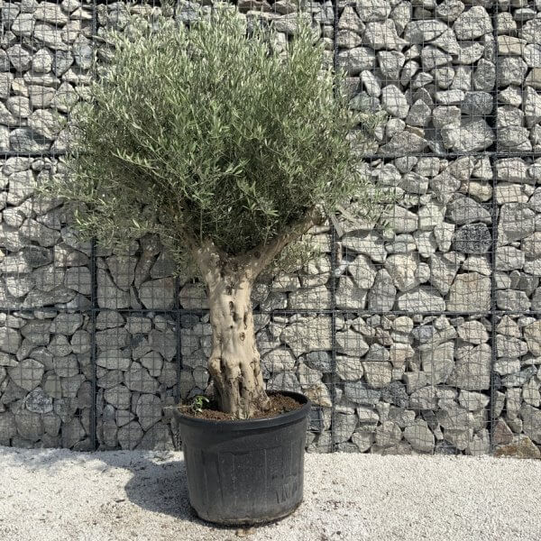 Tuscan Olive Tree XXL Fluted/Chunky Multi Stem H651 - D7628DE4 F4FB 46EA 97BE FA63B717F2CF 1 105 c