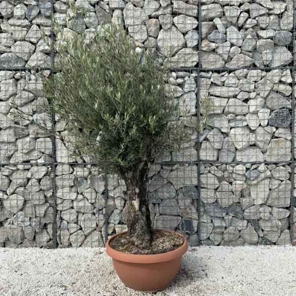 Olive Tree Gnarled XXL Natural Crown (In Patio Pot) H919 - D8FCB412 01F5 4B82 A837 6EDA86655824 1 105 c