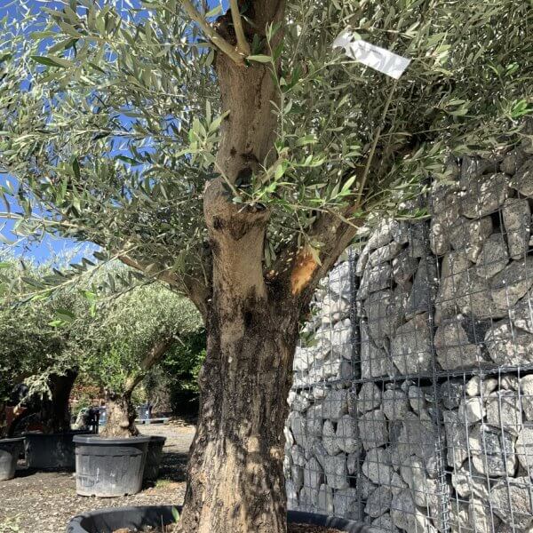 Gnarled Olive Tree Multi Stem H609 - D97F75D4 8278 4BB5 A272 7168553E61F5 1 105 c