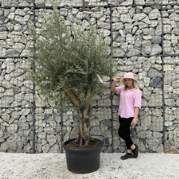 Olive Tree Super Tuscan Chunky Trunk (Individual) H639 - D9A7A16B F2B2 47C7 9B74 8F77A4F0EA45 1 105 c