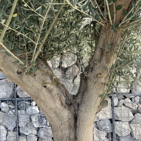 Tuscan Olive Tree XXL Fluted/Chunky Multi Stem H525 - DA412B52 D70C 4BC6 8943 D069F70C27D4 1 105 c