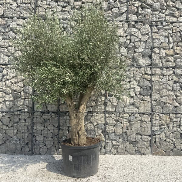 Tuscan Olive Tree XXL Fluted/Chunky Multi Stem H661 - DB1291CB 426A 44D7 B19C 5F55234CCCA3 1 105 c
