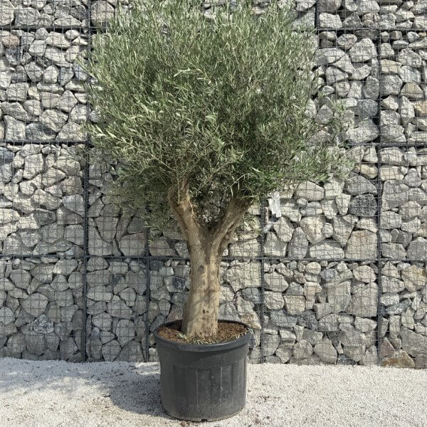 Tuscan Olive Tree XXL Fluted/Chunky Multi Stem H643 - DB463DD1 6575 4176 8B17 511AA651EA28 1 105 c