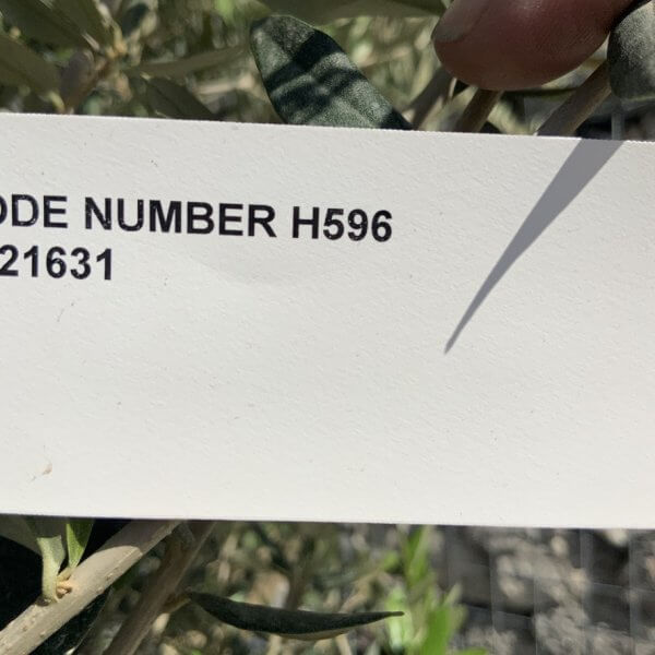 Gnarled Olive Tree Multi Stem H596 - DB92D72E AD3E 49B7 BD42 CCCBD121CA1C 1 105 c