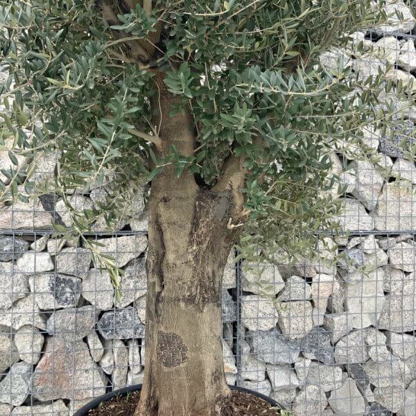 Olive Tree Super Tuscan Chunky Trunk (Individual) H636 - DED4114F 18ED 4012 B2B1 D0BA4CE38EB1 1 105 c