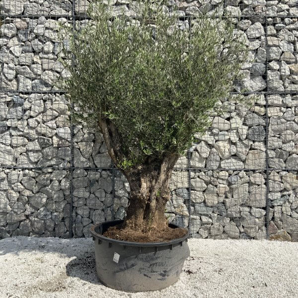Gnarled Olive Tree XL Multi Stem Low Bowl H629 - E29B21AA 81D8 4677 86F9 A1ADE010DC0B scaled