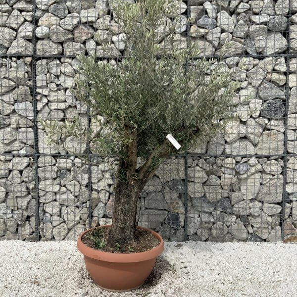 Olive Tree Gnarled XXL Natural Crown (In Patio Pot) H904 - E2DB1A99 8886 44B8 B399 FFC95327AD4A 1 105 c