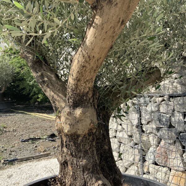 Gnarled Olive Tree XL Multi Stem Low Bowl H722 - E3EE67E0 D508 45EF 8DAC 3FDFDBFD3849 1 105 c