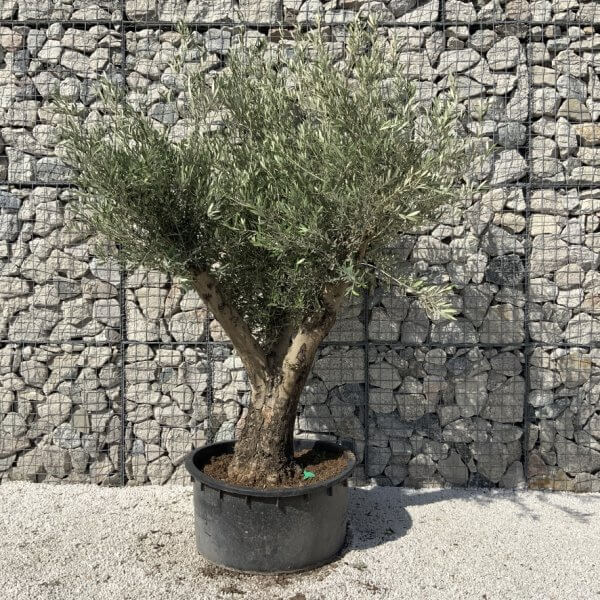 Gnarled Olive Tree XL Multi Stem Low Bowl H710 - E99E2B96 2025 4A36 997F FA9F44AE8FC8 1 105 c