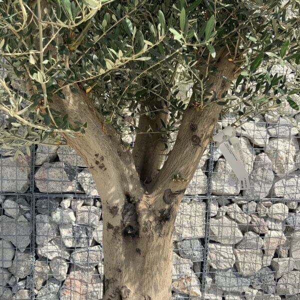 Tuscan Olive Tree XXL Fluted/Chunky Multi Stem H646 - EAF01F4D D833 41A0 880C 27FDC231E54B 1 105 c