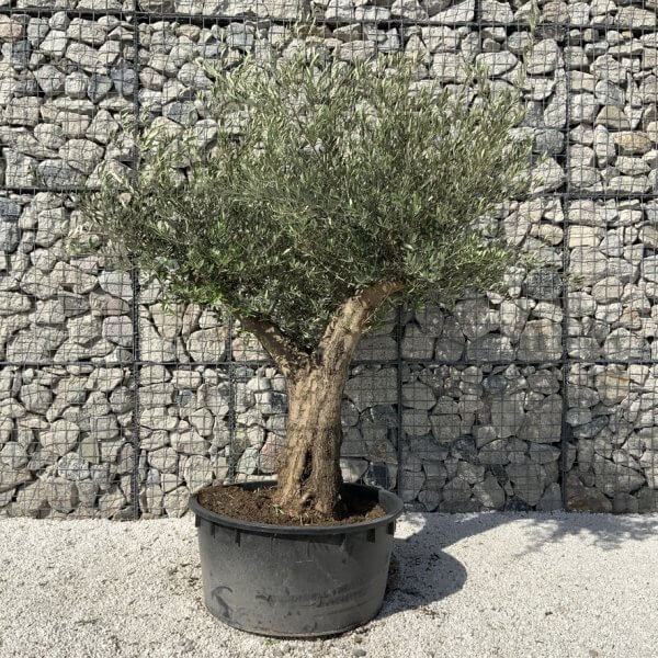 Gnarled Olive Tree XL Multi Stem Low Bowl H714 - EFFEC024 210A 4ED4 83BC CFA8B5E5EAAC 1 105 c