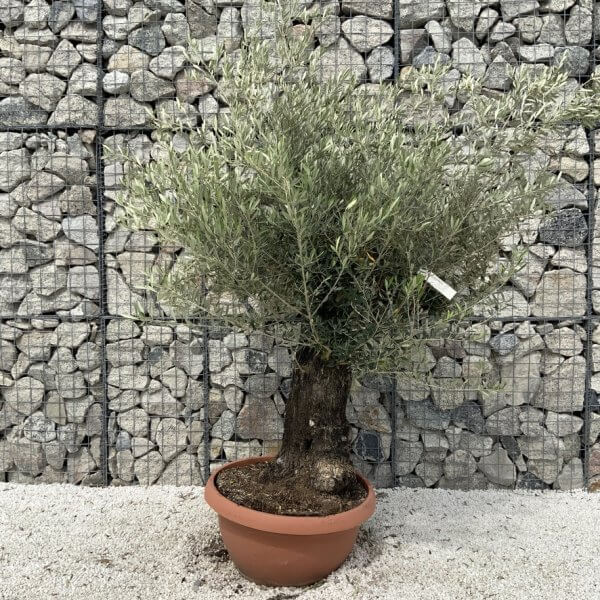 Olive Tree Gnarled XXL Natural Crown (In Patio Pot) H903 - F1A4673F 9537 40D1 AA10 F237257ED400 1 105 c