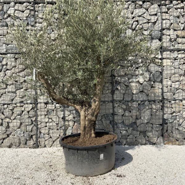 Gnarled Olive Tree XL Multi Stem Low Bowl H699 - F21666FD 1A5C 4A84 9B46 FD08A31EF277 1 105 c