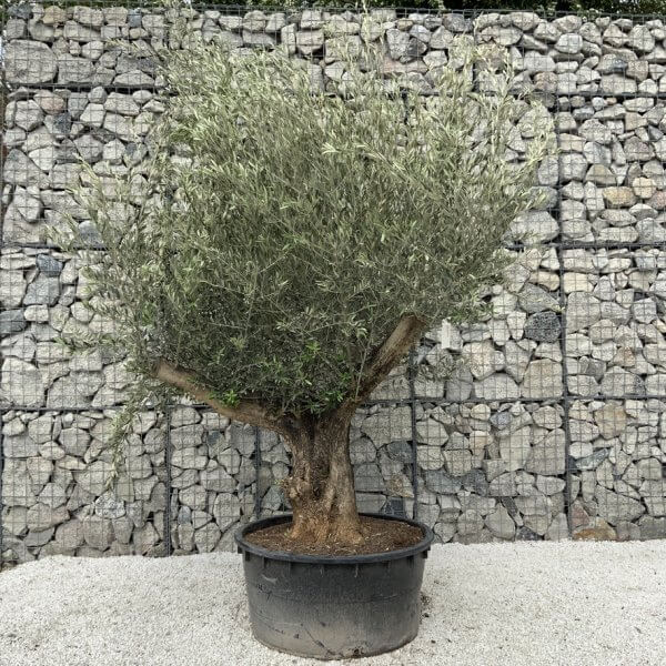 Gnarled Olive Tree XL Multi Stem Low Bowl H564 - F26E1D56 A56F 4D89 8700 EA0F24045649 1 105 c
