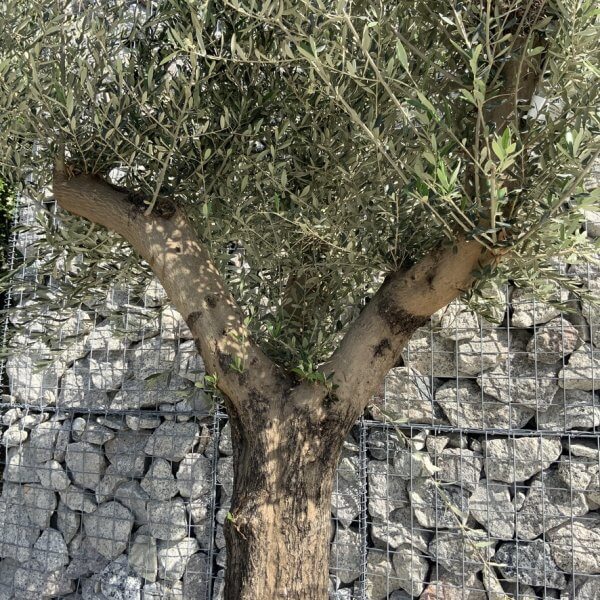 Gnarled Olive Tree Multi Stem H599 - F3C1A245 ACA0 4458 BFF7 8CA15CEA714A 1 105 c