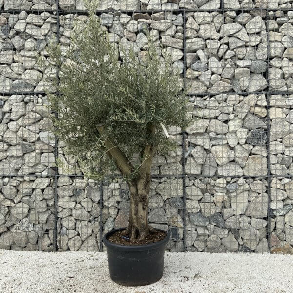 Olive Tree Super Tuscan Chunky Trunk (Individual) H639 - F3F1A8EE B2AA 43F3 8427 B25FF2AC8EE7 1 105 c