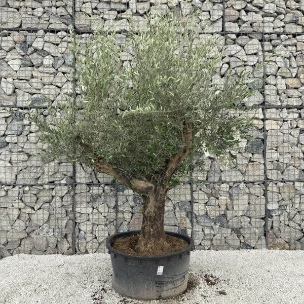 Gnarled Olive Tree XL Multi Stem Low Bowl H575 - F55B9532 20D3 42A4 A2ED D254A1BF315B 1 105 c
