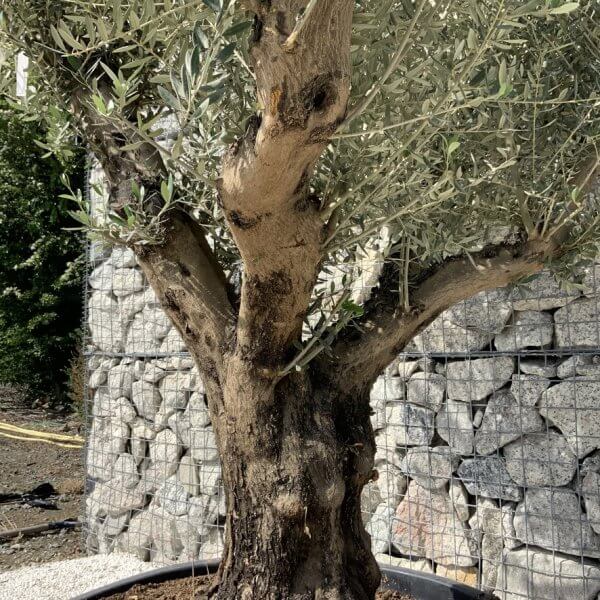 Gnarled Olive Tree XL Multi Stem Low Bowl H700 - F71D2A09 F289 4D26 BE24 44895B9EDE22 1 105 c