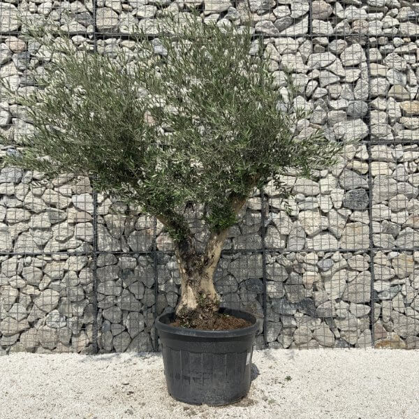 Gnarled Olive Tree Multi Stem H692 - F948CDAC 4007 4B73 B8D1 C5939A7A5DCF 1 105 c