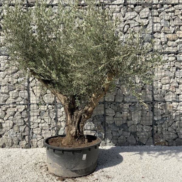 Gnarled Olive Tree XL Multi Stem Low Bow H725 - FA2B8FE0 38D1 479E B7B1 046E390B5A99 1 105 c