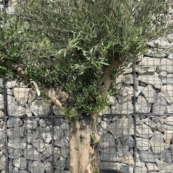 Gnarled Olive Tree Multi Stem H674 - FA6666FC 3145 4711 B7F3 38B663B771FF 1 105 c